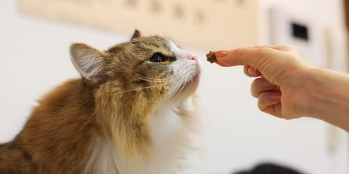 Чим відрізняються ласощі для котиків, та як підібрати найкращий варіант для  улюбленця?