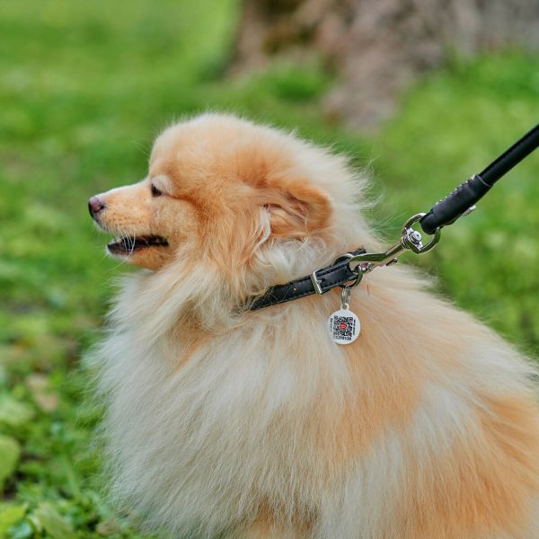 WAUDOG Украина Ошейник для собак кожаный Soft с QR паспортом, круглый, черный