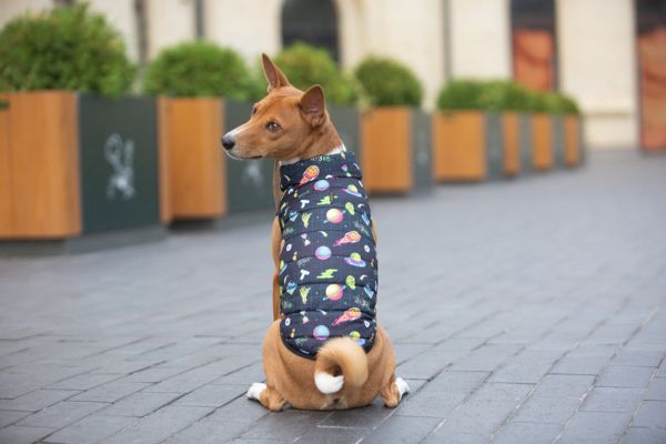 WAUDOG Украина Курточка для собак Clothes, рисунок "Год и Морти 2"