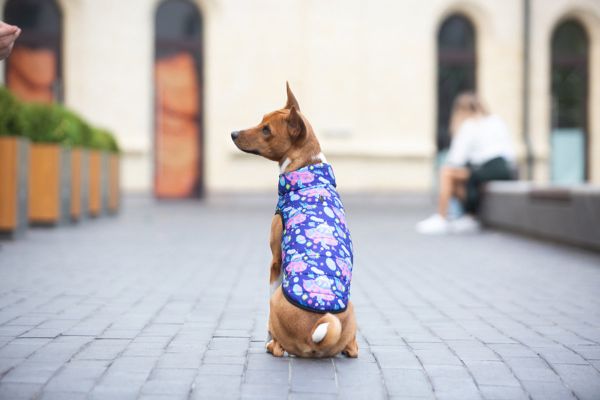 WAUDOG Украина Курточка для собак Clothes, рисунок "Год и Морти 1"