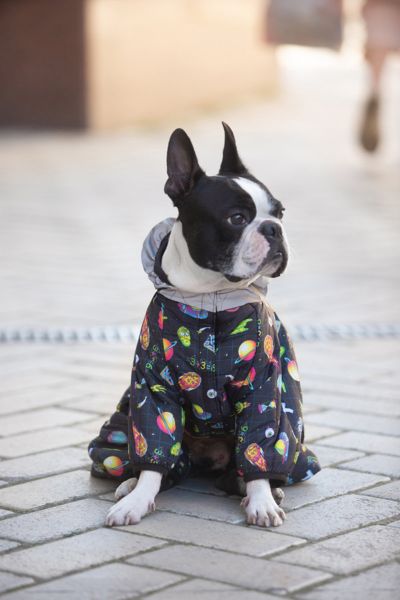 WAUDOG Украина Комбинезон для собак Clothes рисунок "Год и Морти 2"