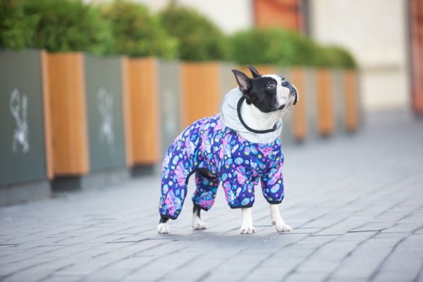 WAUDOG Украина Комбинезон для собак Clothes рисунок "Год и Морти 1"