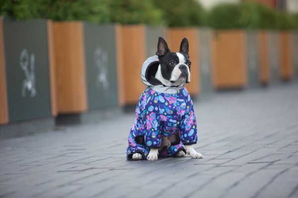 WAUDOG Украина Комбинезон для собак Clothes рисунок "Год и Морти 1"